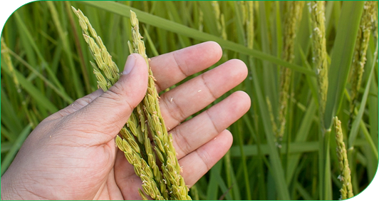 Rice plant